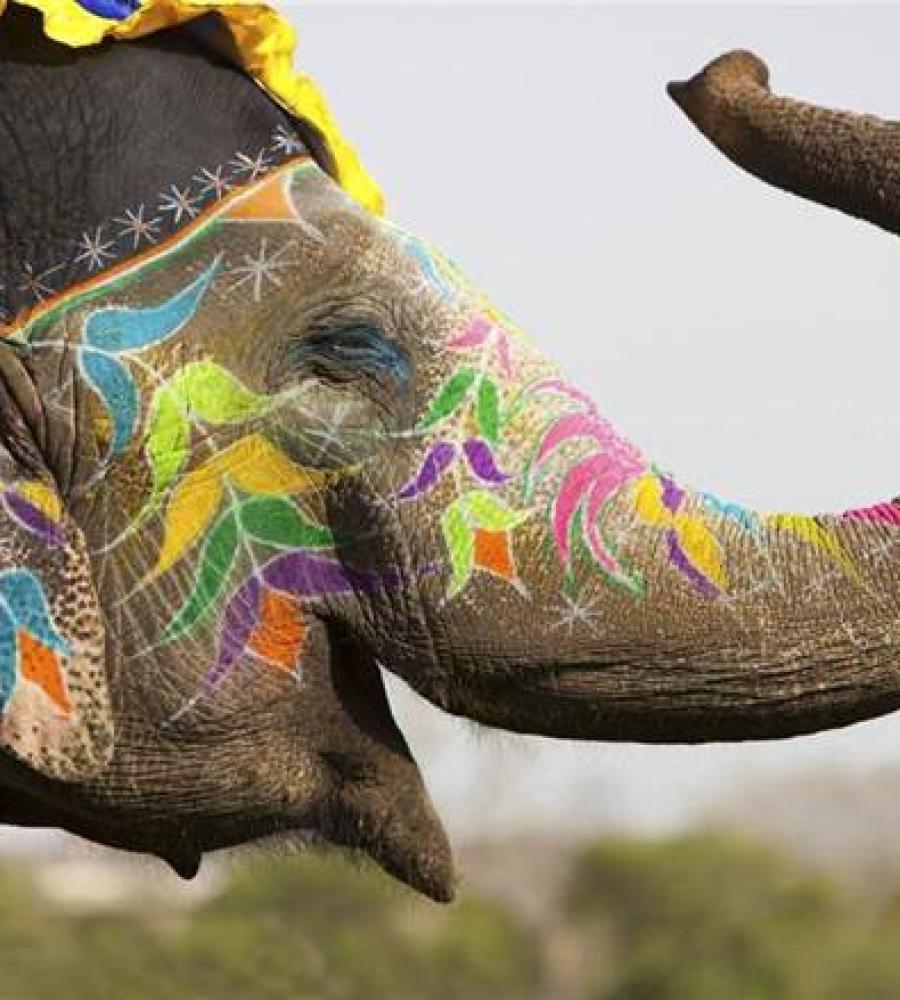Painted elephant